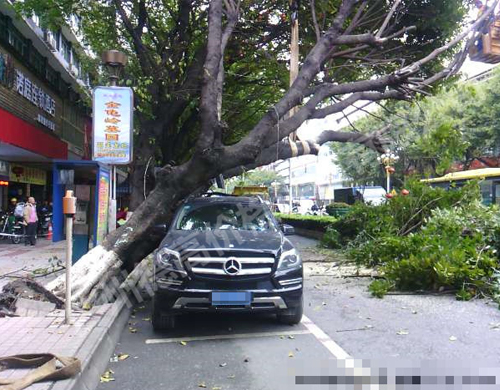 受中国太平洋财产保险股份有限公司广州分公司委托，对因大树突然倒下砸坏梅赛德斯-奔驰WDCDF5GE小型轿车造成该车受损进行价格评估。